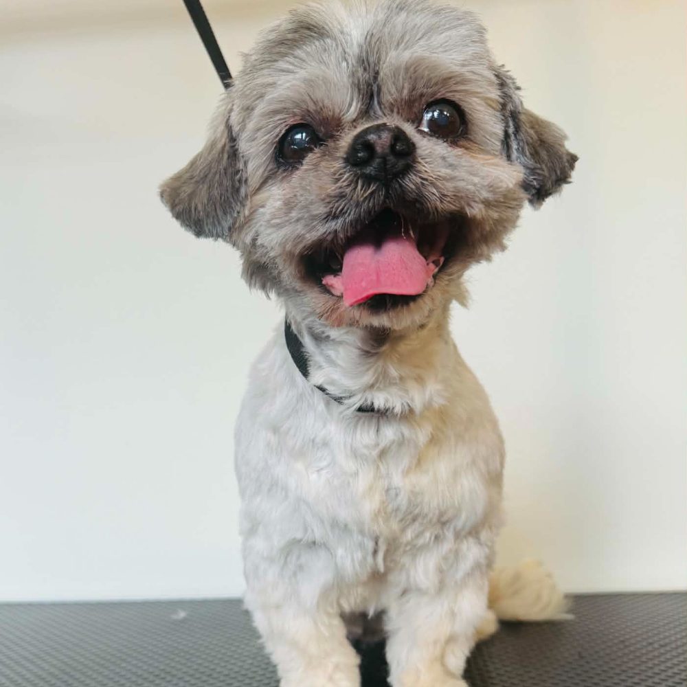 Shih-tzu — po kompletnej úprave