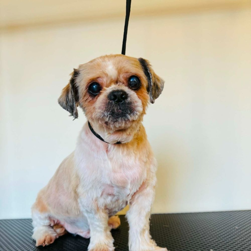 Shih-tzu — po zástrihu